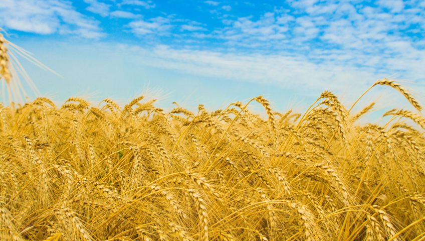 З Днем Незалежності, люба Україно!