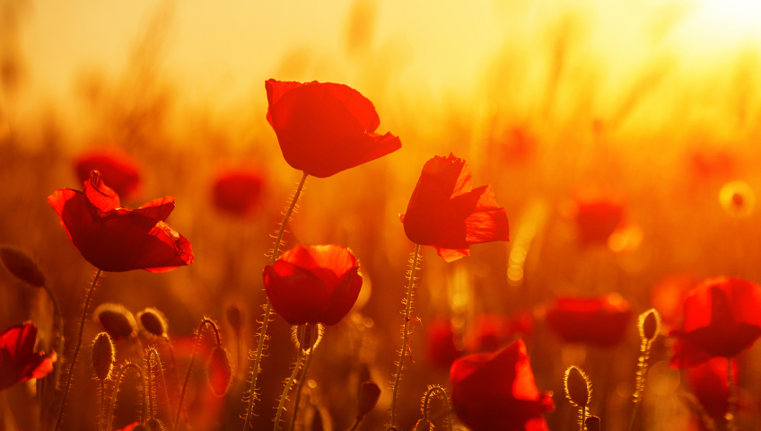 С днем Победы!