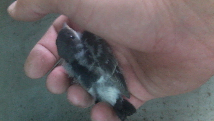 Переселение птиц - эффективное решение для предприятий и производств