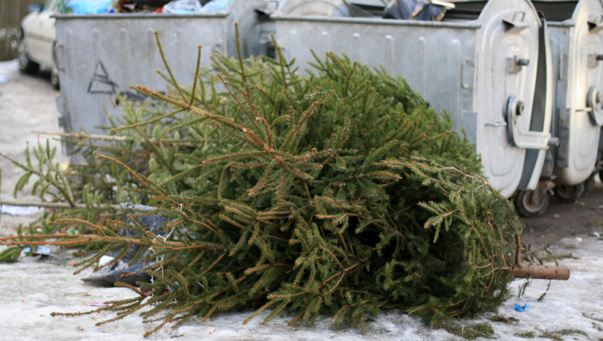 Как уберечь тысячи елок от гибели на свалках после Нового Года
